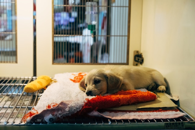 Animales rescatados en un santuario de bienestar animal. Imagen de Unsplash.